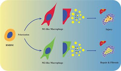 M2 Macrophages Serve as Critical Executor of Innate Immunity in Chronic Allograft Rejection